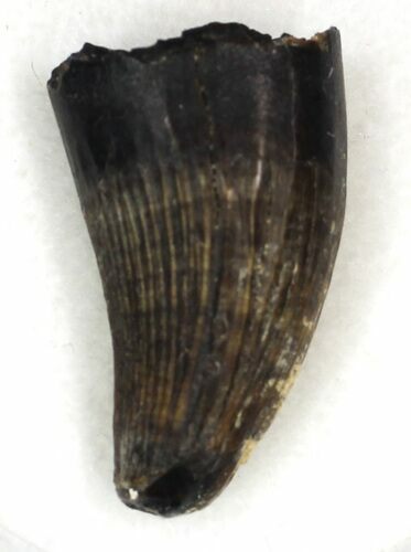 Nice Deinosuchus Tooth - Javelina Formation, Texas #33212